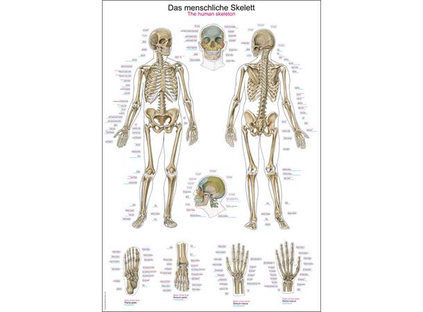 Plakat Human Skeleton 70 x 100 cm Plast AL102